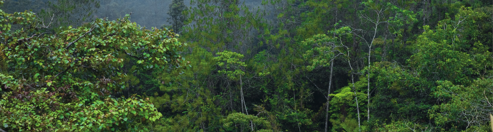 Projeto Painel Brasileiro de Biodiversidade (PainelBio)