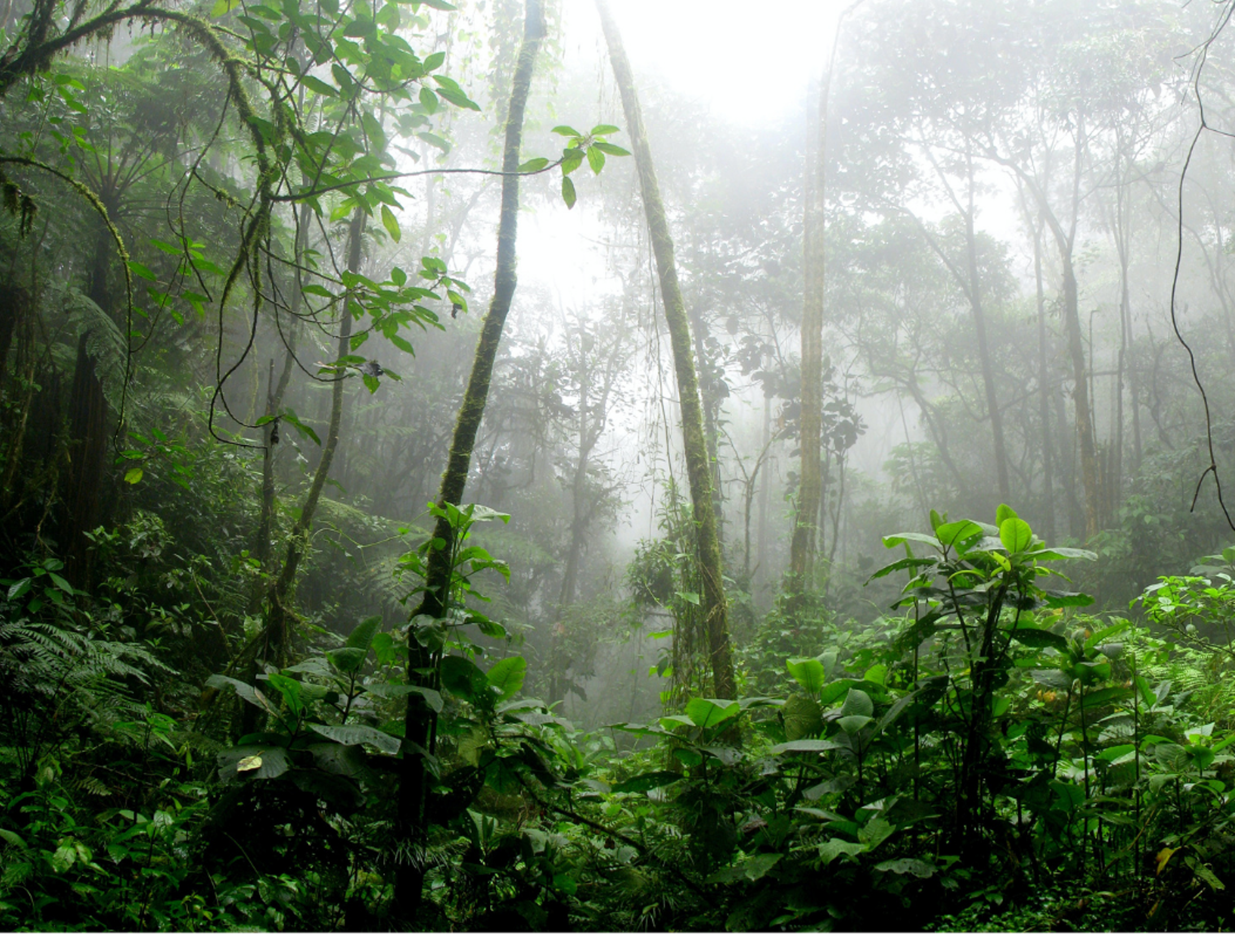 LIFE Certification Attributes